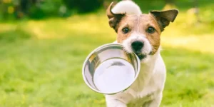 Can Dogs Eat Sour Cream?