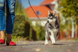 Dog Sitting Rates