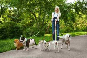 dog walker rates