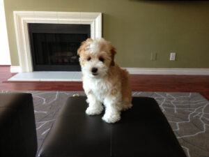 Snickerdoodle Dog