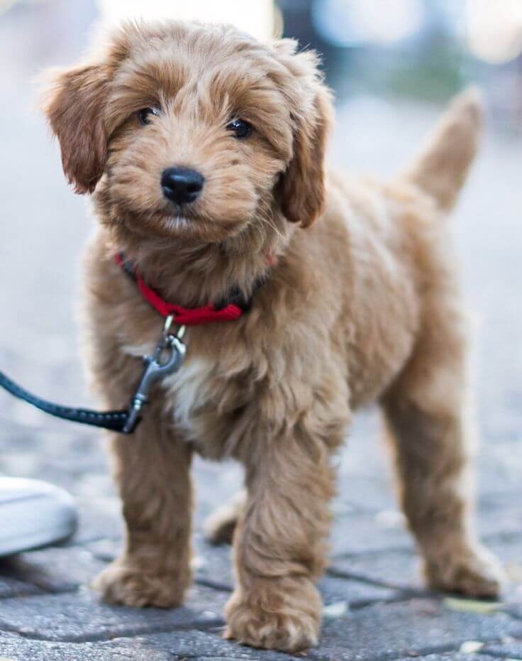 What Is a Snickerdoodle Dog