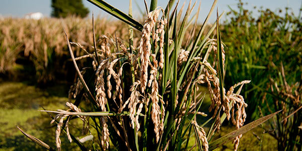 Nutritional Benefits of Wild Rice for Dogs