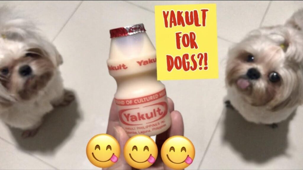 Is Yakult Good for Dogs?