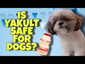 Yakult for Dogs