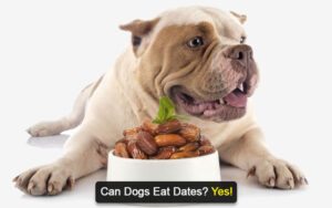 Can Dogs Eat Dates?
