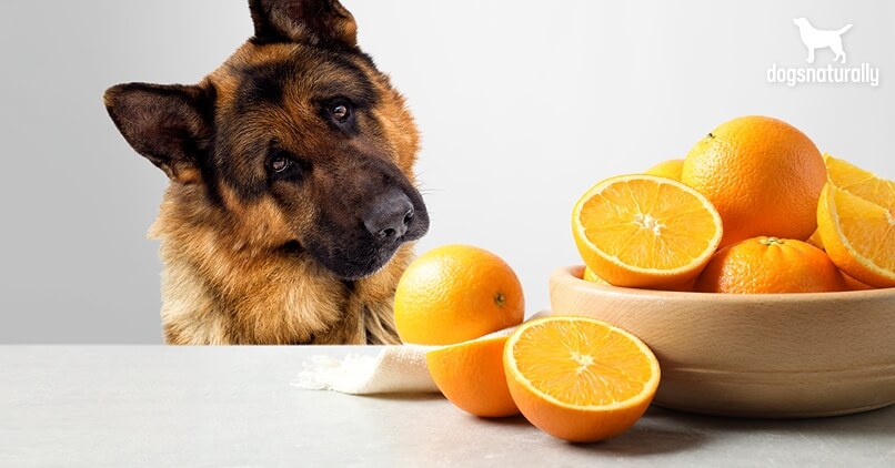 So, Can Dogs Eat Orange?