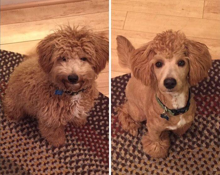 11 Best Low-Maintenance Short Poodle Cuts