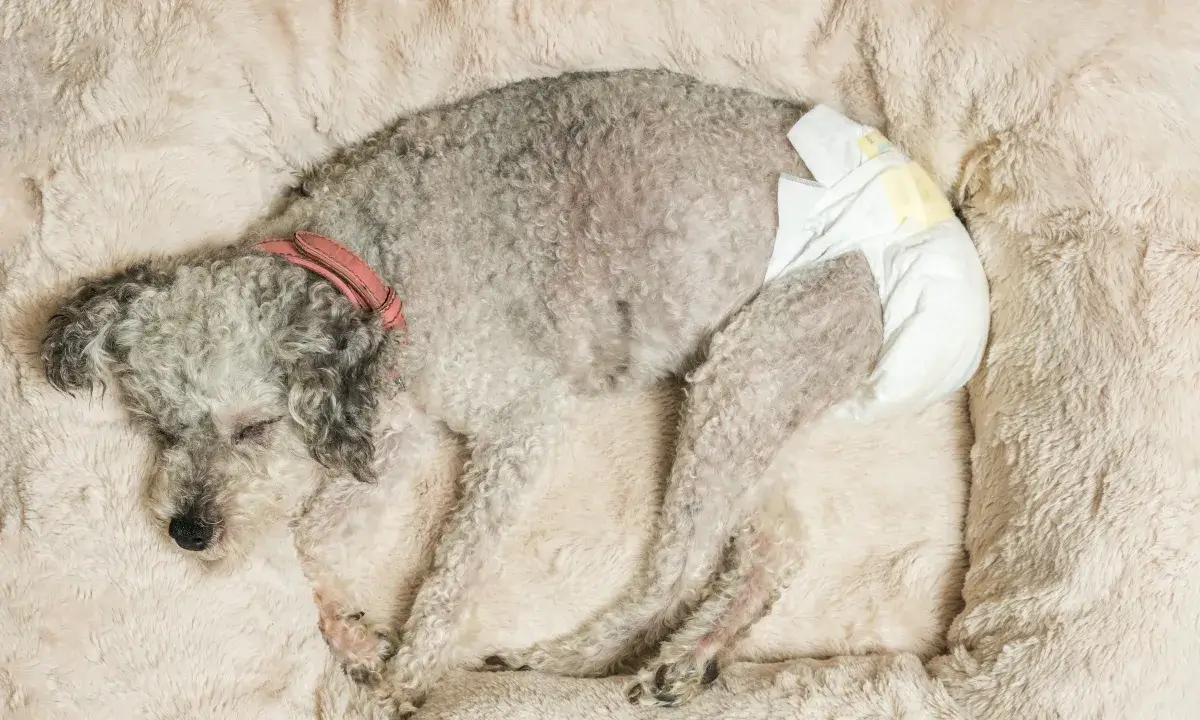 common behaviors of a female dog in heat