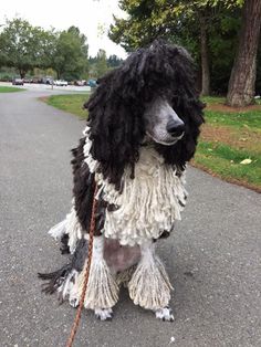 The Corded Poodle Look