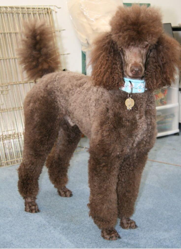 The Lamb Cut