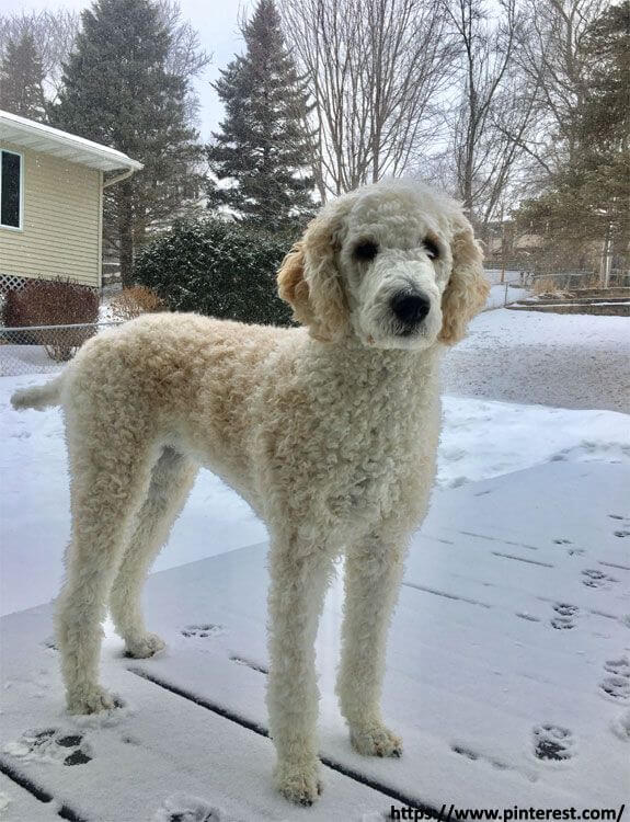 The Kennel Cut