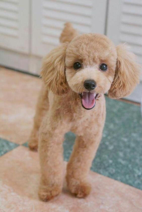 The Puppy Cut