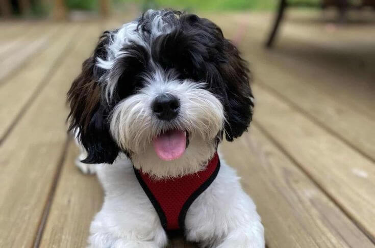 The Shih Tzu Cut
