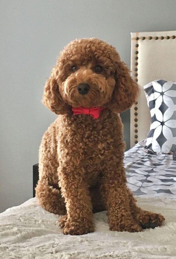 The Teddy Bear Cut