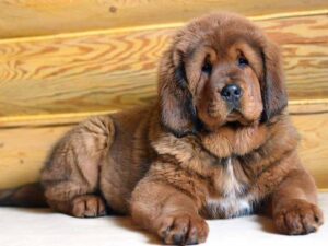 tibetan mastiff price range