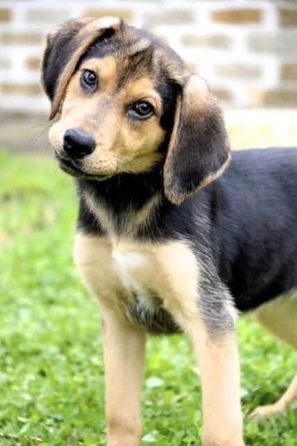 Beagle Mixes