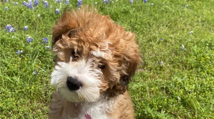 Beagle × Poodle Mix