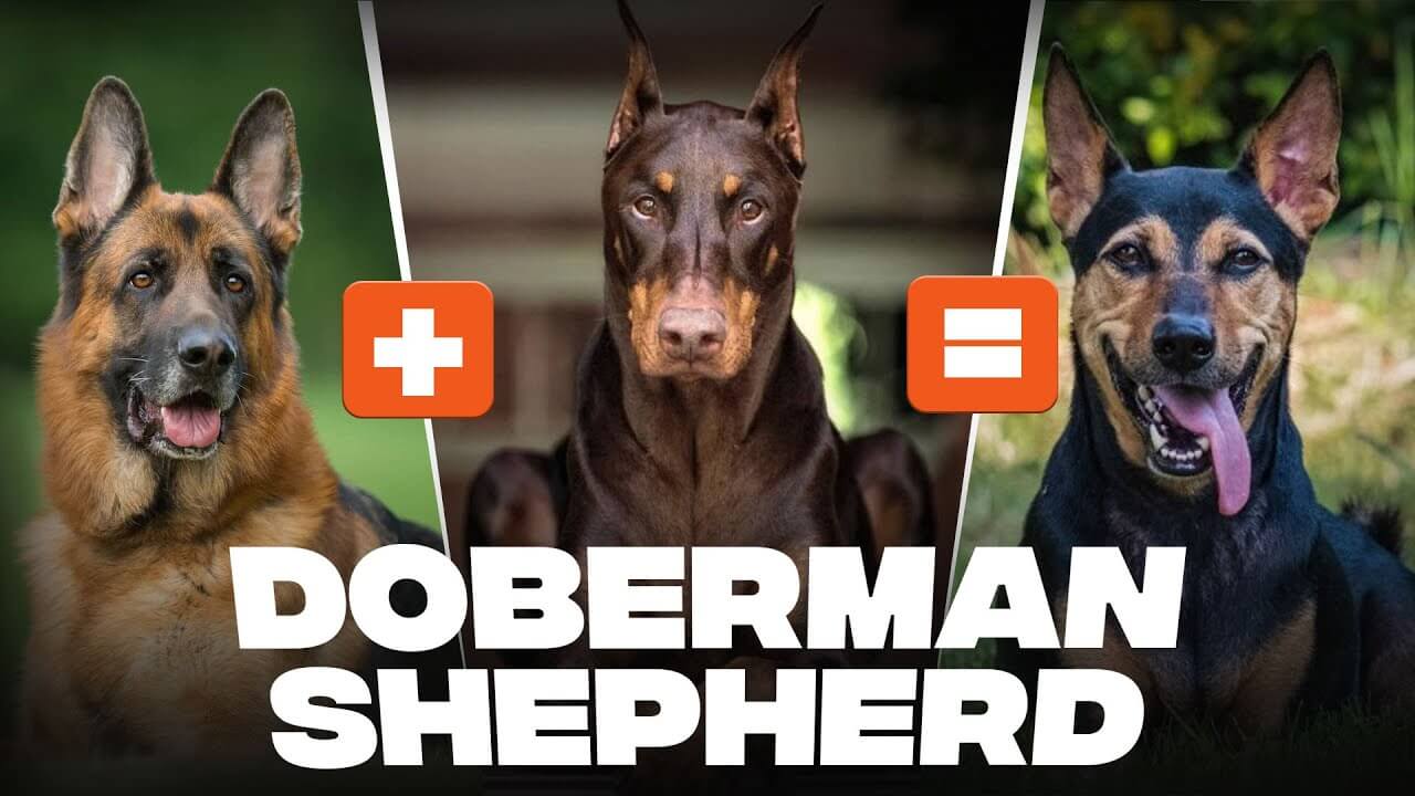 German Shepherd Doberman Mix