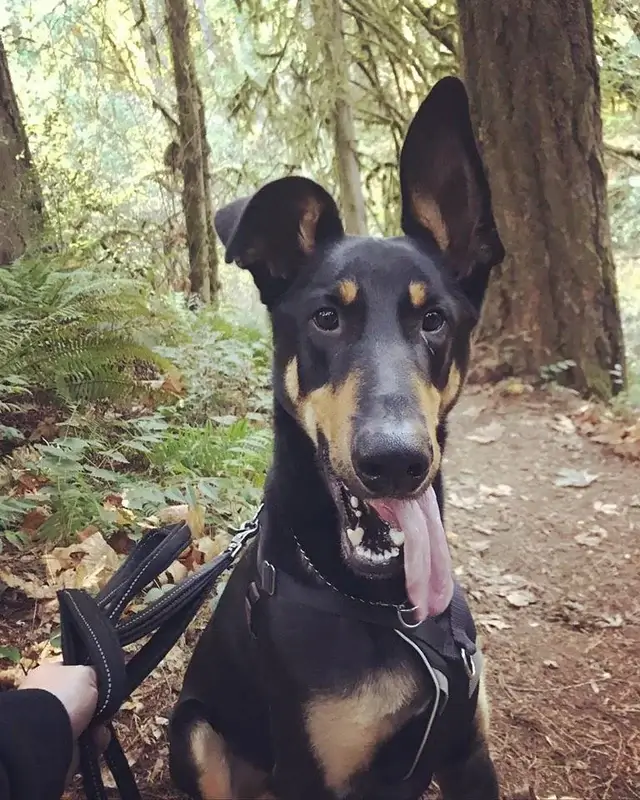 Doberman Mix Breed Overview