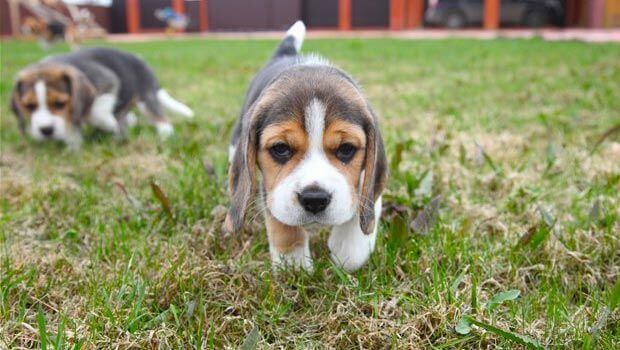 The Puggle