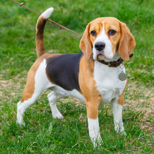 The Standard Beagle