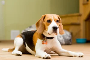 Types of Beagles
