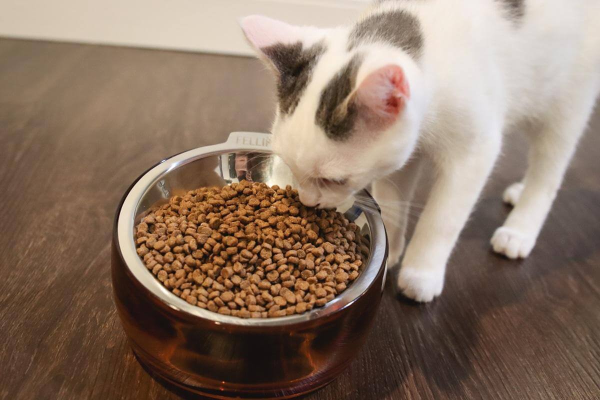 When Can Kittens Eat Dry Food? (Feeding Chart & Expert Guide)