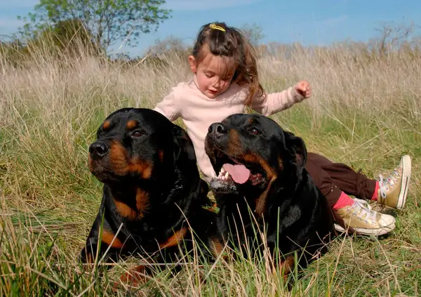 Why Rottweilers Can Be Great With Kids