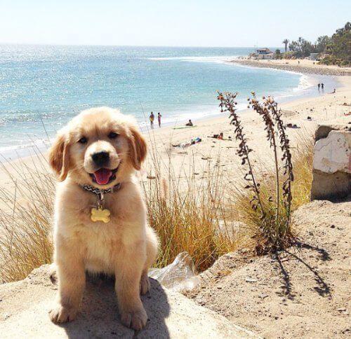 The Pros of Owning a Golden Retriever