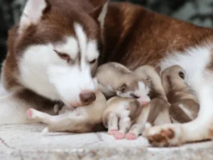 how long are dogs pregnant