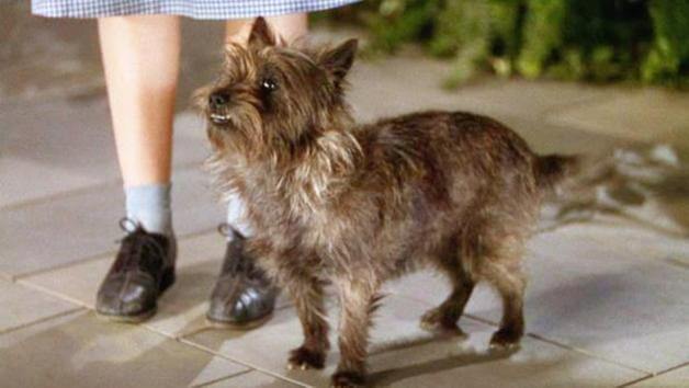 toto of the wizard of oz