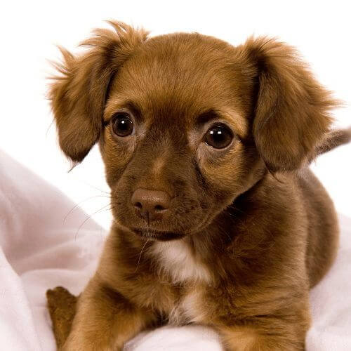 Chiweenie (Dachshund × Chihuahua)