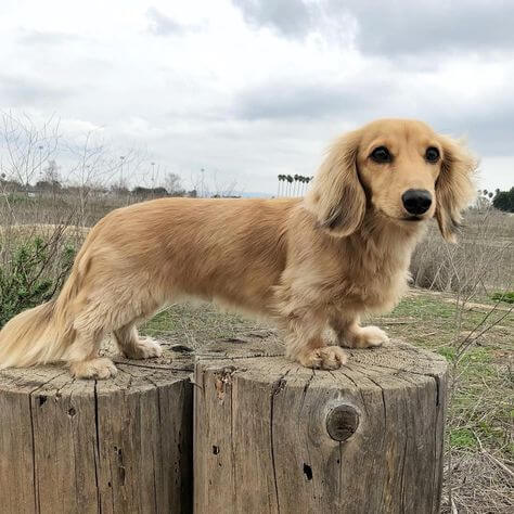 English Cream Long-Haired Dachshund