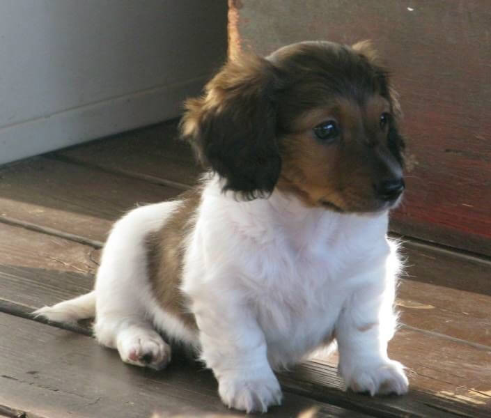 Miniature Long-Haired Dachshund