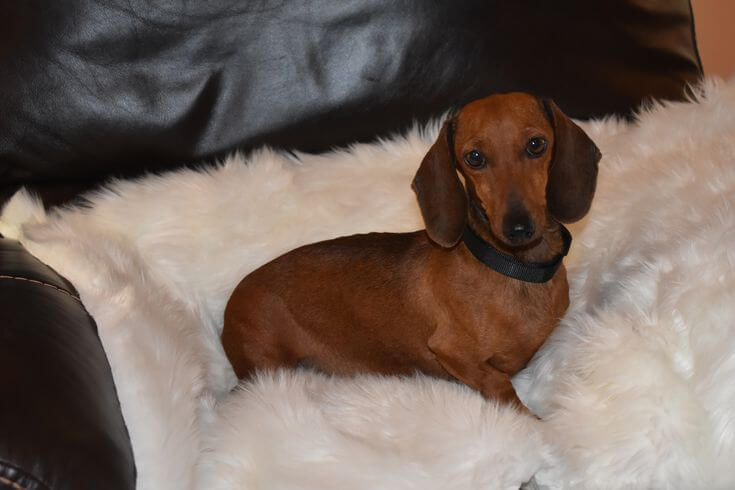 Miniature Smooth-Haired Dachshund