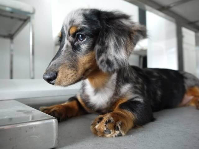 Miniature Wire-Haired Dachshund