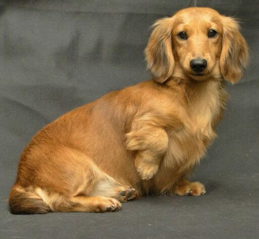 Standard Long-Haired Dachshund