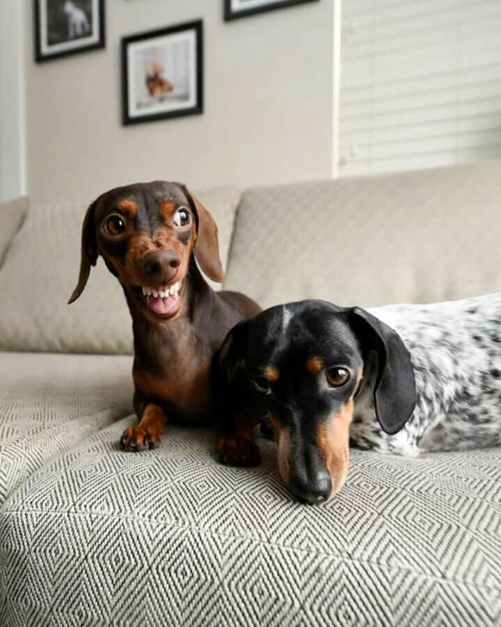 Standard Smooth-Haired Dachshund