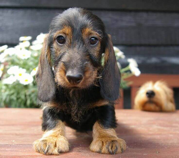 Standard Wire-Haired Dachshund