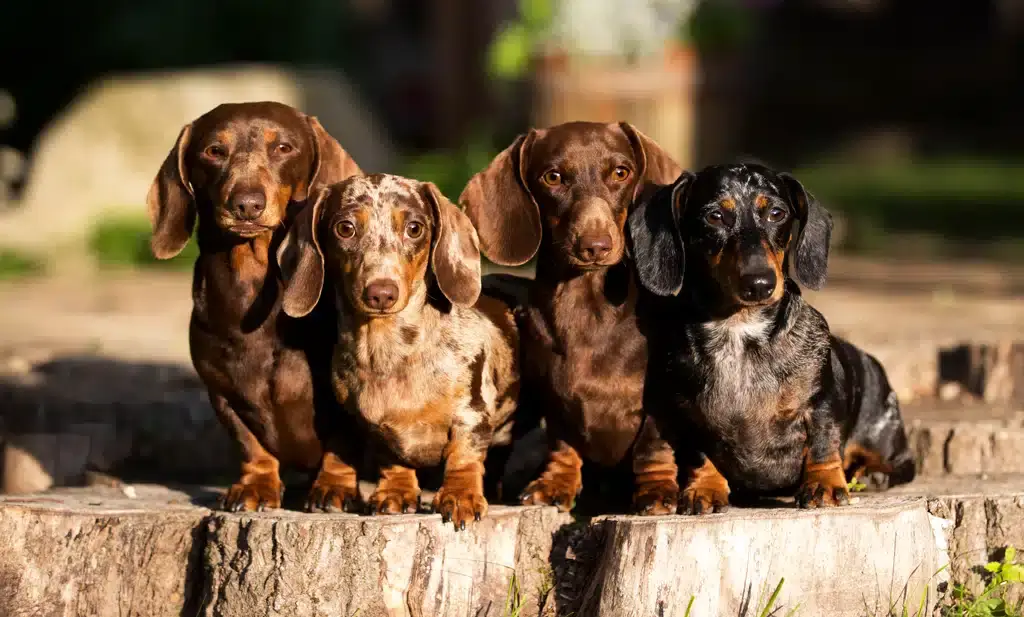 breeds of sausage dogs