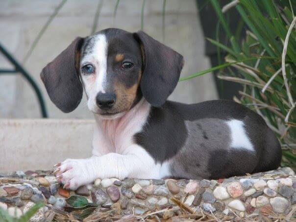 What Are Sausage Dogs? (Breed Definition & Origins)